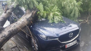 Hà Nội: Mưa dông lớn làm cây xanh bật gốc, đè trúng chiếc Mazda CX-5 đang đỗ ven đường