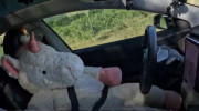 Hệ thống giám sát người lái của xe Tesla không ổn định, bị đánh lừa bởi thú bông
