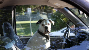 Bị cảnh sát bắt vì vi phạm nồng độ cồn khi lái xe, người đàn ông đổi ghế lái cho chó cưng
