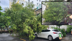 Hà Nội: Mưa lớn, cây xanh bật gốc đổ đè bẹp Toyota Venza